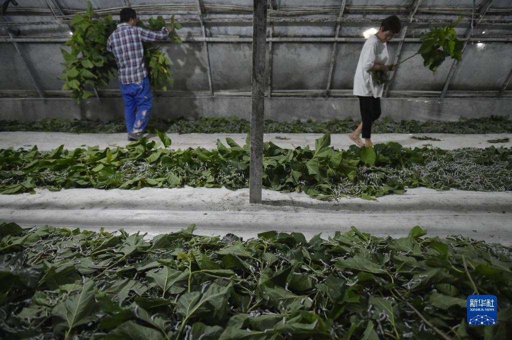 网络尾号夺宝都有哪些